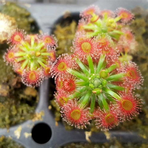 Drosera x Dork's Pink - Pygmy Sundew