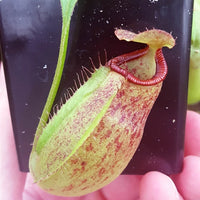 Nepenthes Titanic Triumph - Small