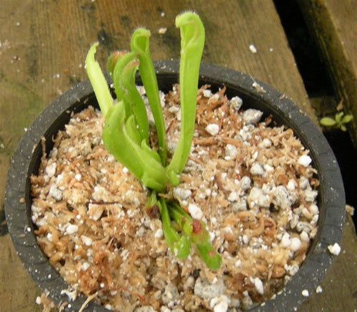 Heliamphora tatei