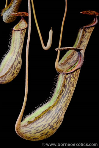 Nepenthes boschiana