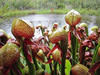 Darlingtonia californica