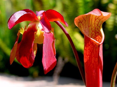 Sarracenia rubra