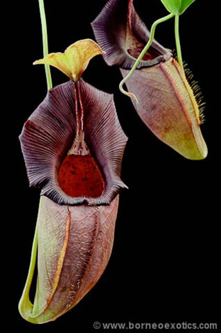 Nepenthes ovata