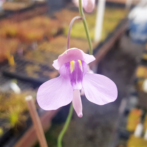 Utricularia nelumbifolia