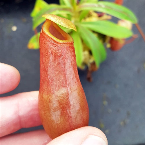 Nepenthes aenigma