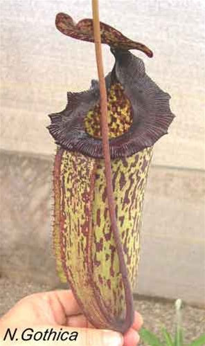 Nepenthes