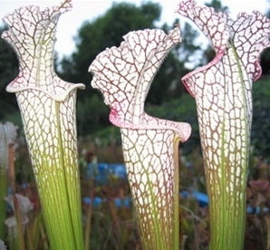 Sarracenia leucophylla AJ01 - Large