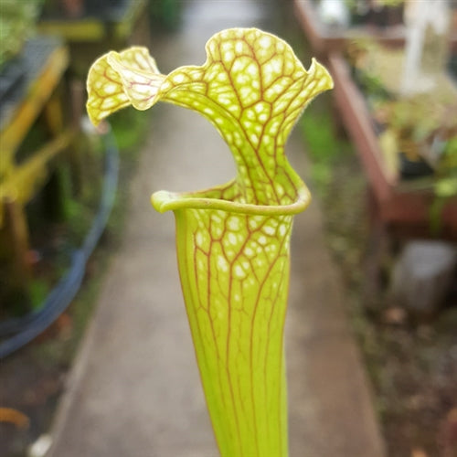 Sarracenia oreophila x leucophylla