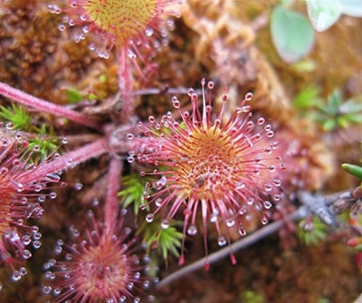 Drosera rotundifolia seeds