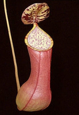 Nepenthes alata - Large