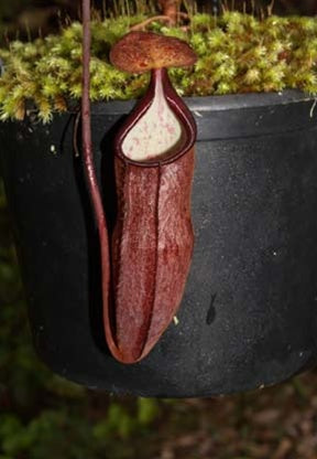 Nepenthes gracillima - Medium