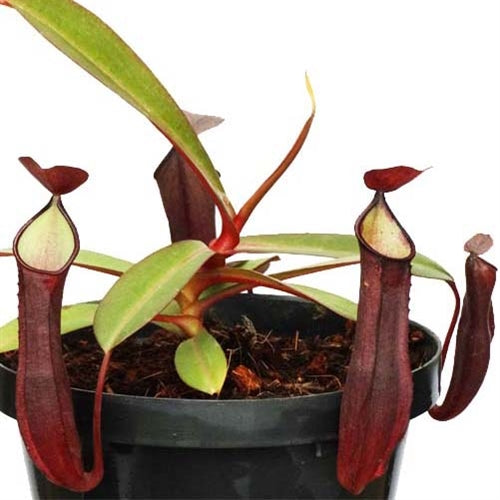 Nepenthes ramispina x reinwardtiana - Small