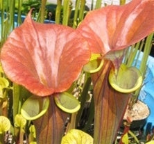 Sarracenia flava var. cuprea 'best x Lois' - Small