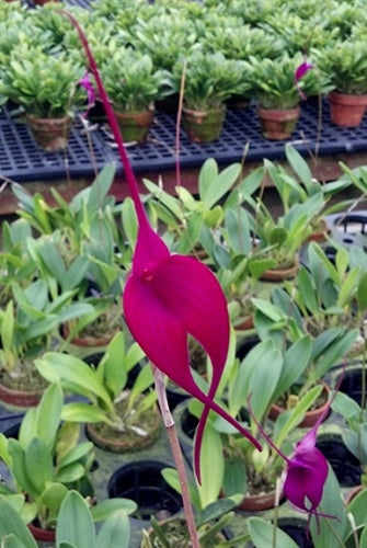 Masdevallia Machu Pichu 'Crown Point'