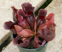 Sarracenia purpurea ssp. venosa - Small