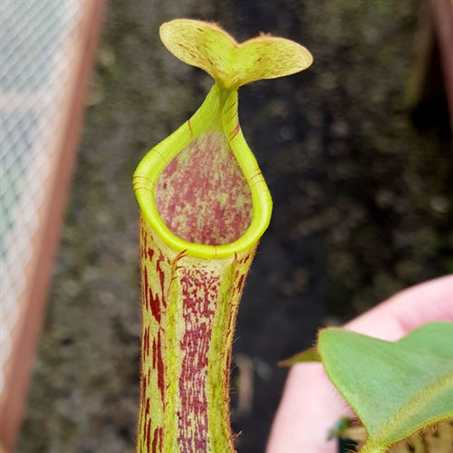 Nepenthes veitchii x bellii - Medium