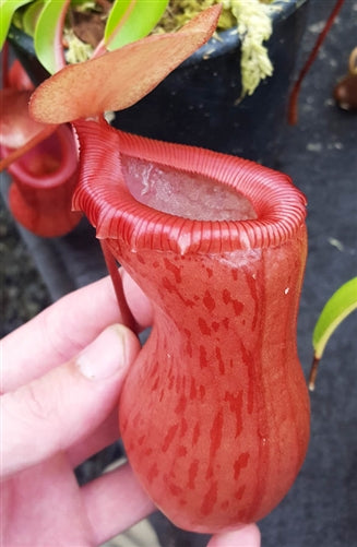 Seed-grown Nepenthes ventricosa - N. Virtue's Victory - Small