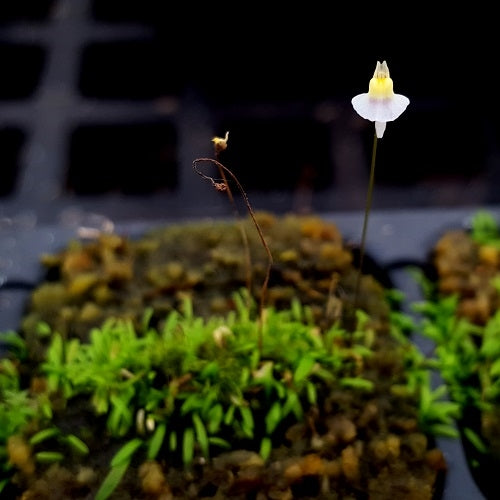 Utricularia bisquamata