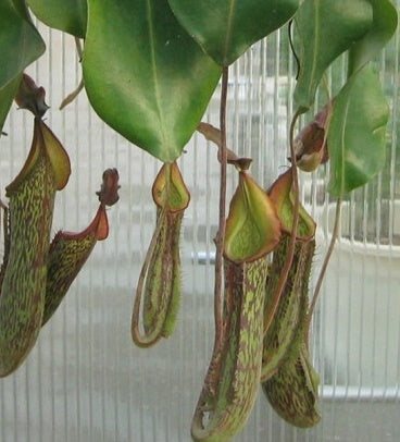 Nepenthes