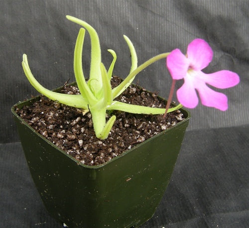 Pinguicula moctezumae