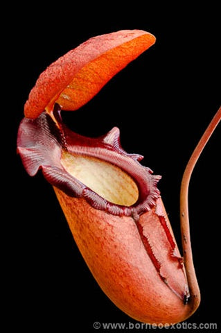 Nepenthes rajah