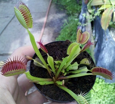 Venus Flytrap - Medium