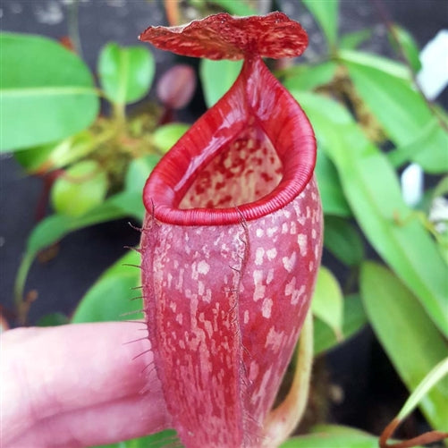 Nepenthes talangensis x glandulifera - Small