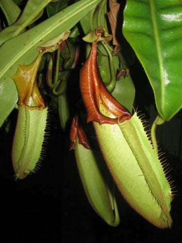 Nepenthes x Cemerlang - Medium