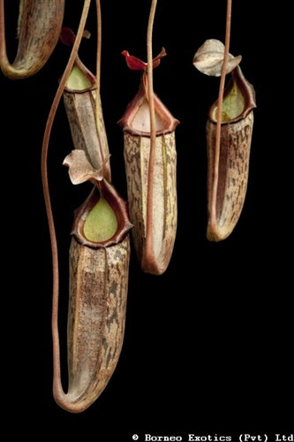 Nepenthes boschiana x mira - XS