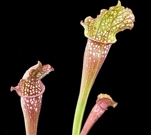 Sarracenia 'Ladies in Waiting' - Medium