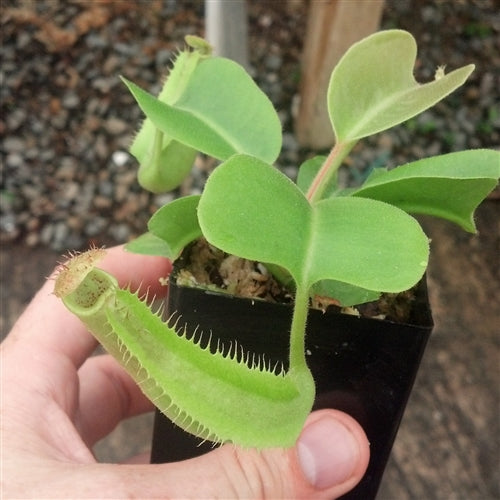 Nepenthes truncata - Medium