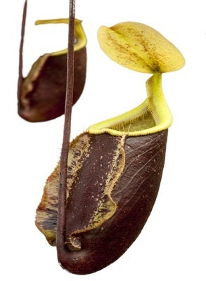 Nepenthes