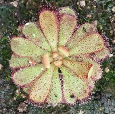 Drosera hamiltonii