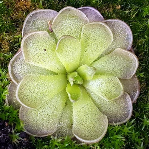 Pinguicula cyclosecta