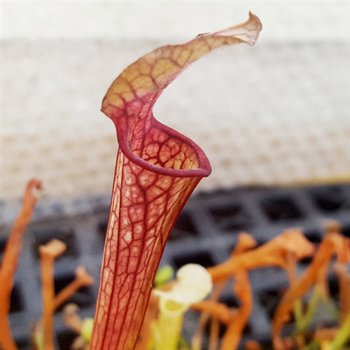 Sarracenia 