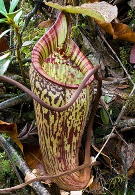Nepenthes macfarlanei