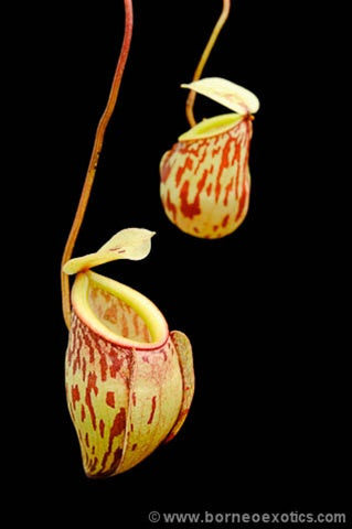 Nepenthes glabrata - Small