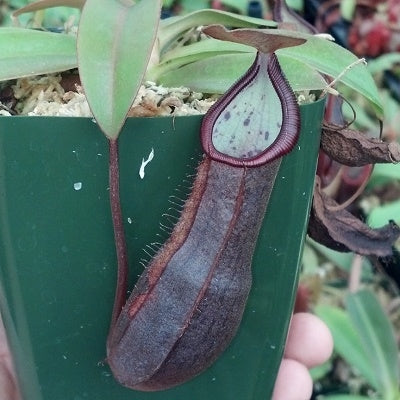 Nepenthes spathulata x ramispina - Medium