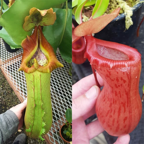 Nepenthes Titanic Victory - xs/small