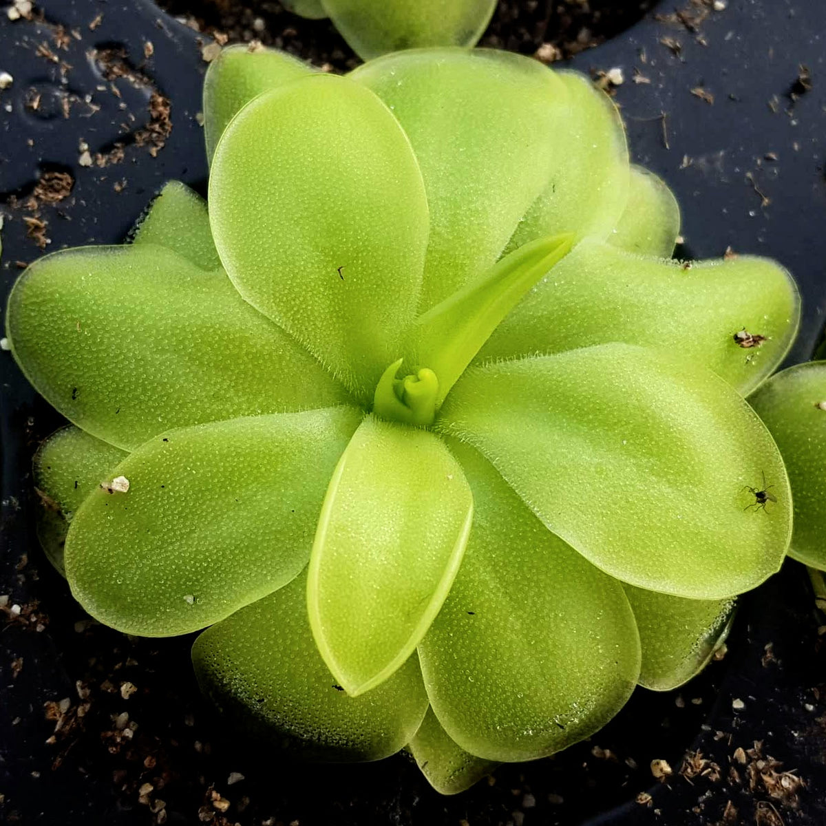 Pinguicula "BCP Goldeneye" Butterwort for Sale