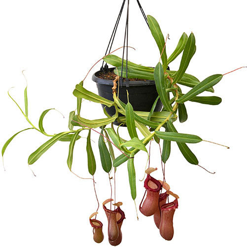 Nepenthes ventricosa x sibuyanensis