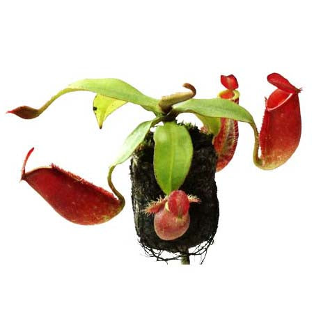 Nepenthes ampullaria x spectabilis