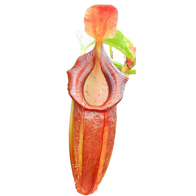 Nepenthes spathulata x dubia