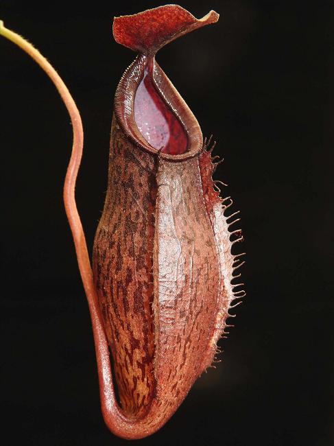 Nepenthes ramispina x aristolochioides