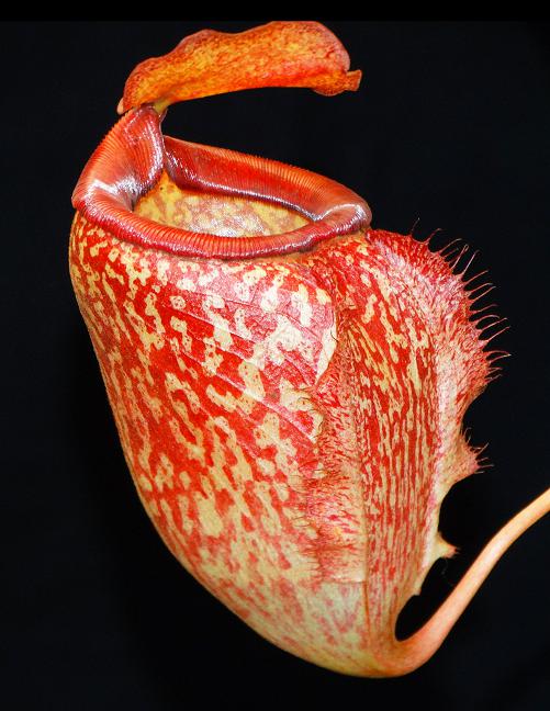 Nepenthes merrilliana x (maxima x talangensis)