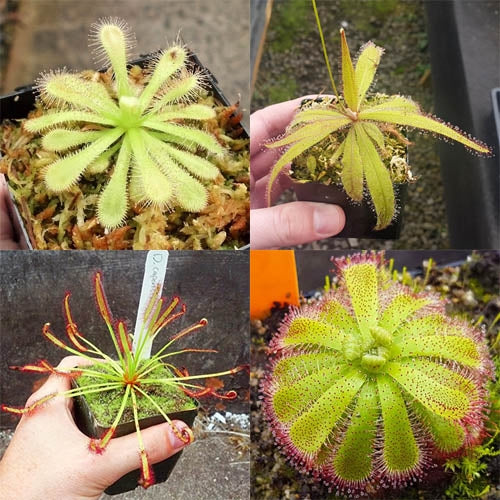 Sundew (Drosera) Bundle