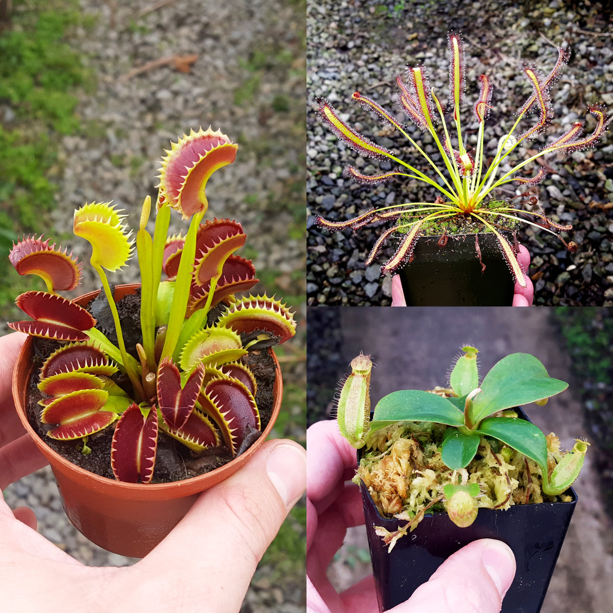 Exotenherz - Starter Set Carnivorous Plant - 3 Plants on OnBuy