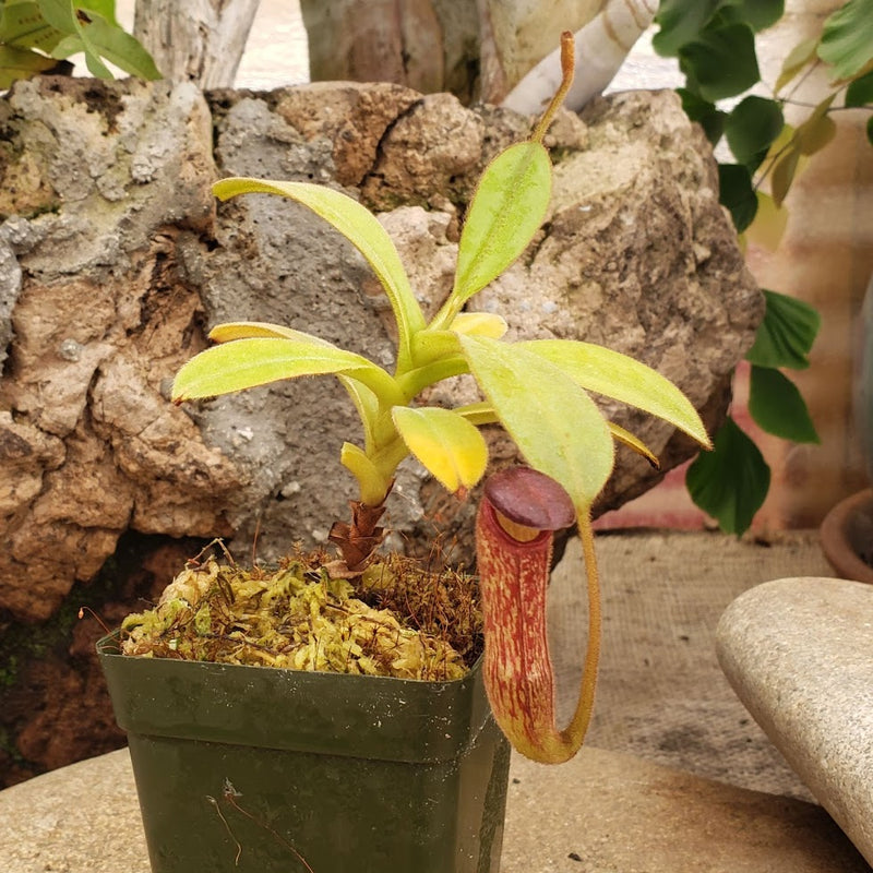 Nepenthes klossii - BE Clone 3452