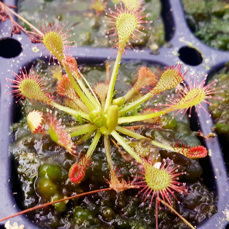 Drosera 