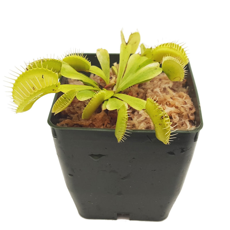 Venus Flytrap